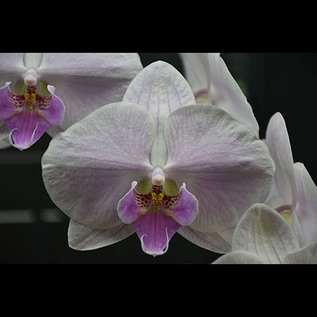 Orchidea Phalaenopsis Purple Smile - CPL27 Orchidea Phalaenopsis Purple Smile - CPL27