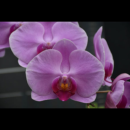 Orchidea rosa romantica Phalaenopsis - CPL30 Orchidea rosa romantica Phalaenopsis - CPL30