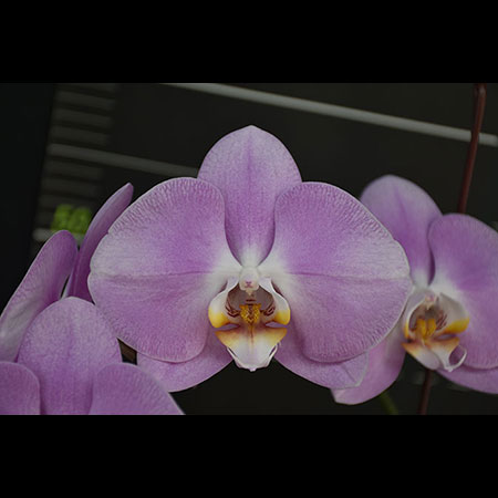 Orchidea Phalaenopsis Rosa Alma - CPL66 Orchidea Phalaenopsis Rosa Alma - CPL66