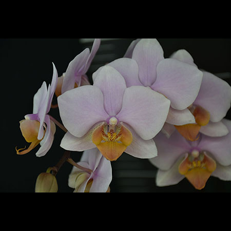Orchidea Phalaenopsis Sunset Glow rosa - CPM68 Orchidea Phalaenopsis Sunset Glow rosa - CPM68