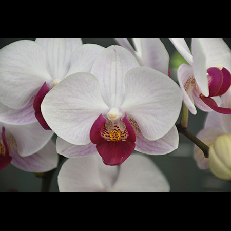 Phalaenopsis Little Gem Stripes - CPS27