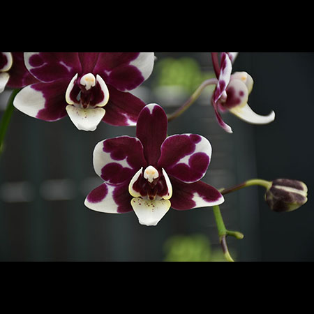 Orchidea Phalaenopsis Bold Cow - CBS99