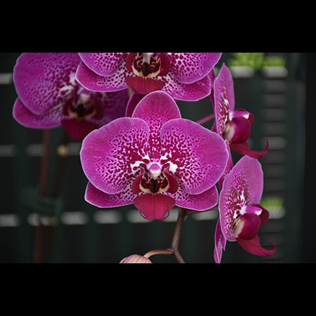 Orchidea Phalaenopsis rossa HL0236 - HL0236