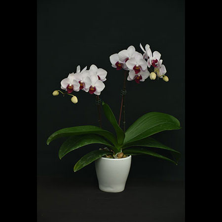 Phalaenopsis Little Gem Stripes - CPS27