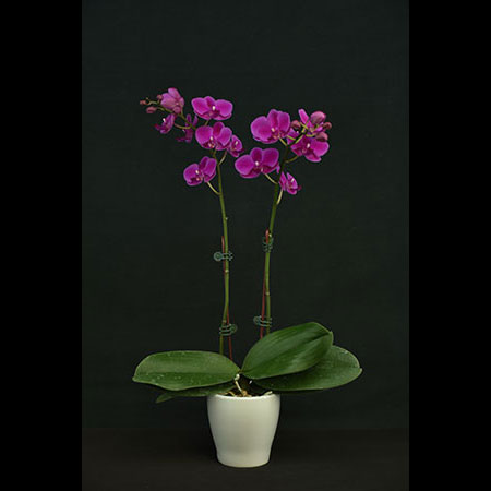 Orchidea Phalaenopsis Red Sky - CRS42