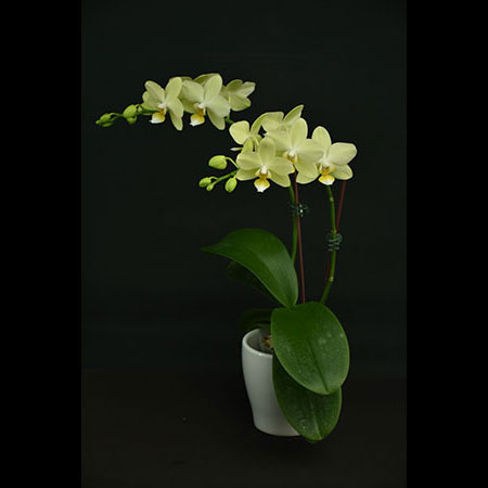 Phalaenopsis Pixie Orchidea Verde - CGS45