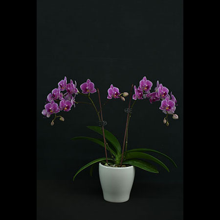 Orchidea farfalla rossa Phalaenopsis - CRS163