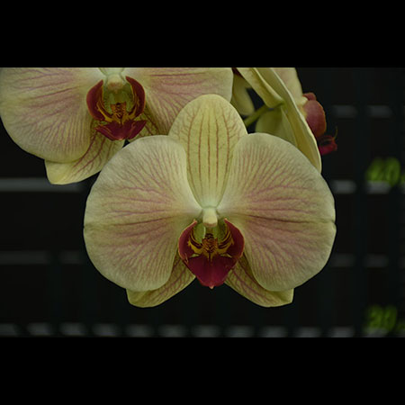 南国紅黄ラン - CYL54