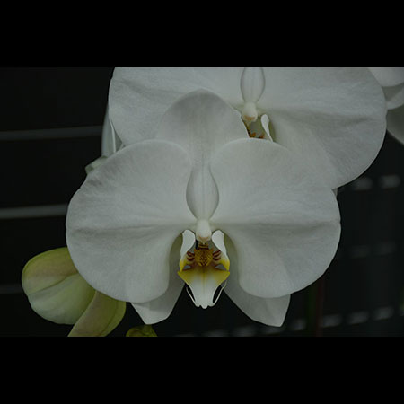 Phalaenopsis Witte Mistorchidee - CWL57