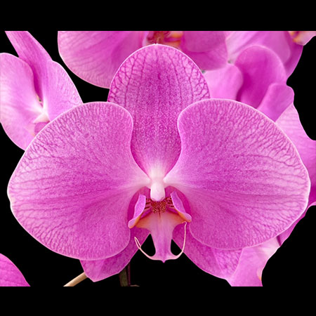 Phalaenopsis Vlinder Grote Roze Orchidee - CPL65