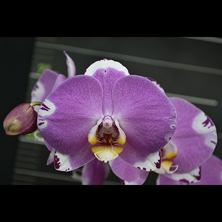 Phalaenopsis Magenta Orchid - CBL72