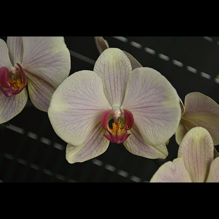Phalaenopsis Groene Lychee Orchidee - CGL84
