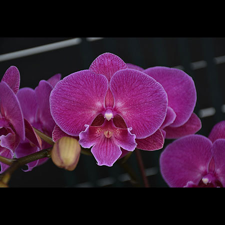 Phalaenopsis Puppy Love Rode Orchidee - CRM55 Phalaenopsis Puppy Love Rode Orchidee - CRM55
