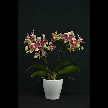 Phalaenopsis Rode Kaleidoscoop - CYS180