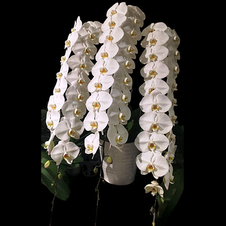 Phalaenopsis Witte Orchidee V3