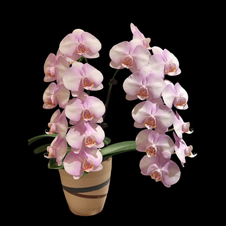 Roze Phalaenopsis Orchidee NBM588 - NBM588