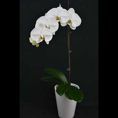 Phalaenopsis Witte Mistorchidee - CWL57