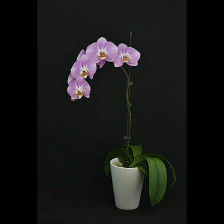 Phalaenopsis Pink Alma Orchid - CPL66