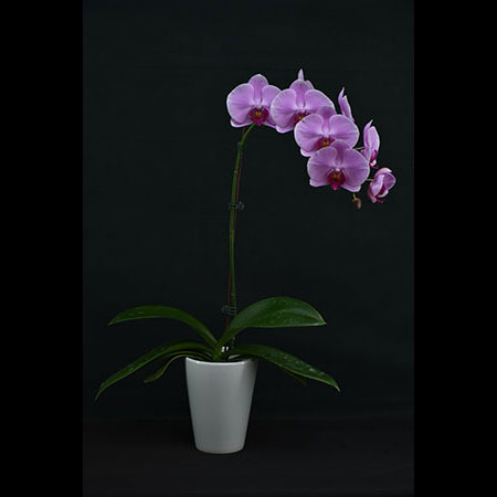 Phalaenopsis Romantic Pink Orchid - CPL30