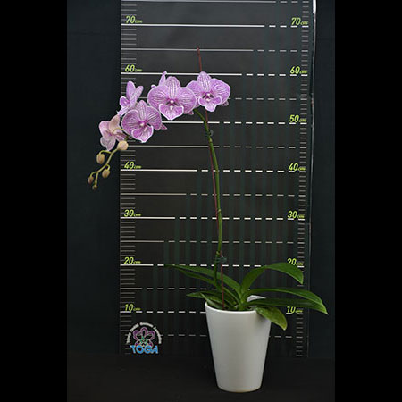 Phalaenopsis Pink Four Peace - CPL10
