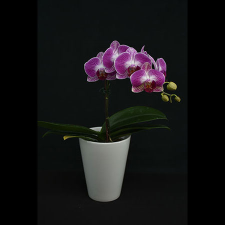 Red Phalaenopsis Paradise Orchid - CRM26