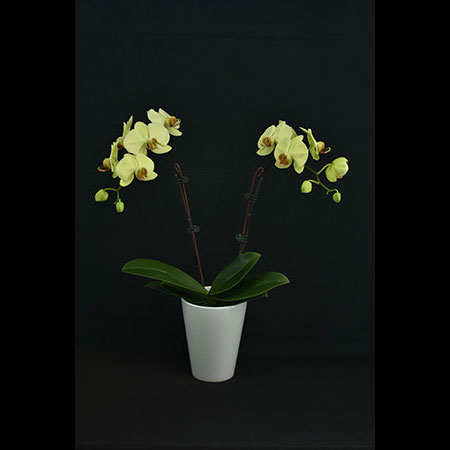Phalaenopsis Green Parrot Orchid - CGL94