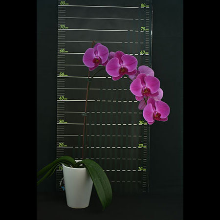 Red Phalaenopsis Orchid - CRL71
