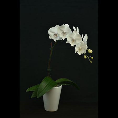 White Phalaenopsis Orchid - CWL26
