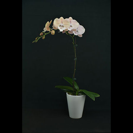 Phalaenopsis Pink Tie - CPM60