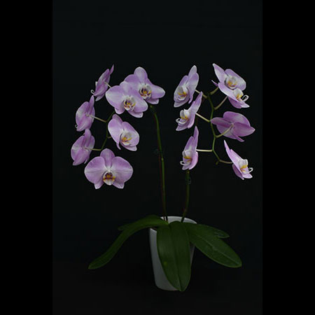 Phalaenopsis Pink Lady - CPL91