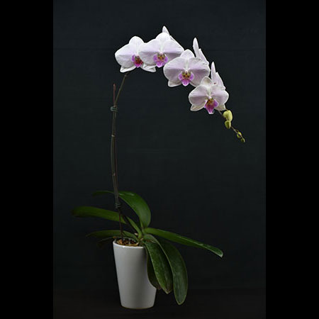 Phalaenopsis Purple Smile Orchid - CPL27