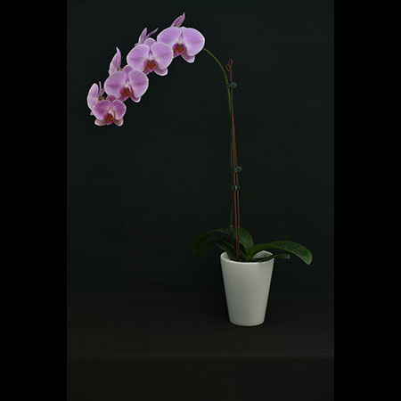 Phalaenopsis Pink Orchid CPL50 - CPL50