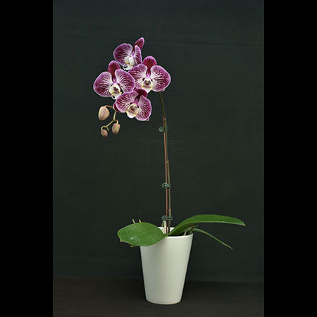 Phalaenopsis Colorful Butterfly Orchid - CBL115