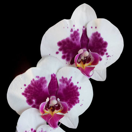 Phalaenopsis White Orchid GU33 - GU33