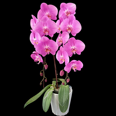 Phalaenopsis Butterfly Large Pink Orchid - CPL65