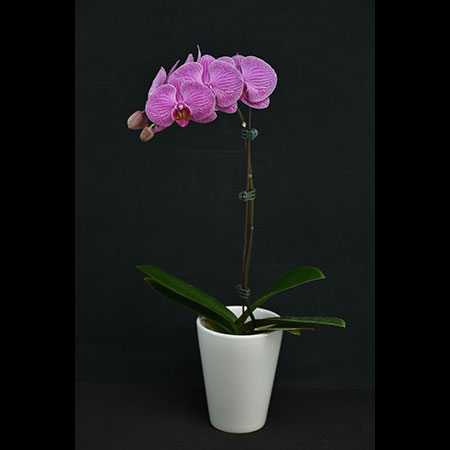 Phalaenopsis Grace Pink Orchid - CPL45