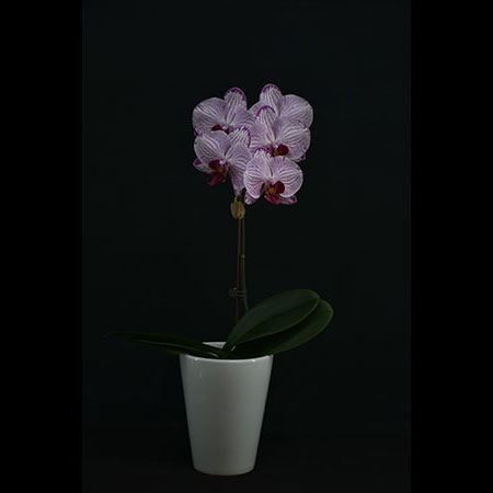Pink Phalaenopsis Orchid - CPM33