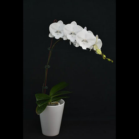 Phalaenopsis White Angel Orchid - CWM49