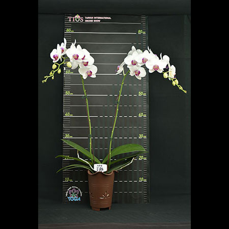 Phalaenopsis Snow White Heart Orchid - CWM89