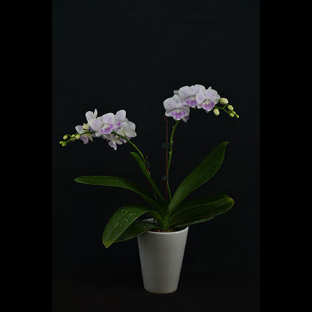 Phalaenopsis Pink Butterfly Orchid - CPM35
