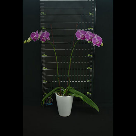 Phalaenopsis Red Skirt Orchid - CRL76
