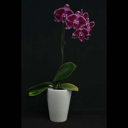Phalaenopsis Red Velvet Orchid - CBL14
