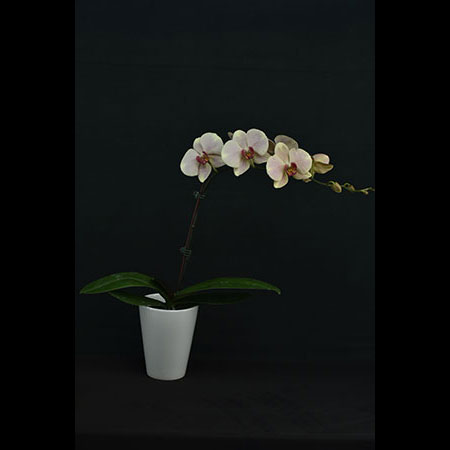 Phalaenopsis Green Lychee Orchid - CGL84