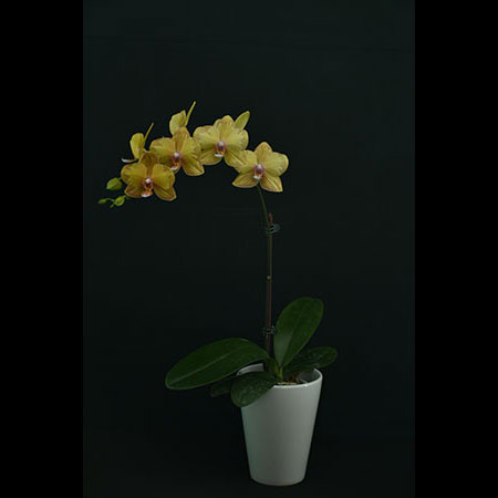 Phalaenopsis Lion King Yellow Orchid - CYM78