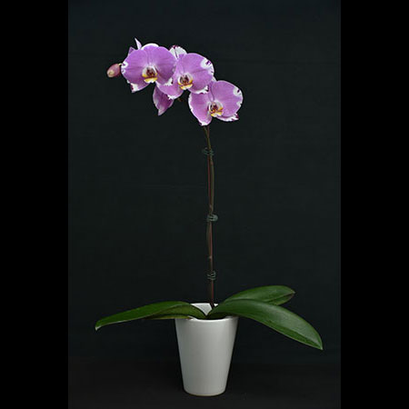 Phalaenopsis Magenta Orchid - CBL72