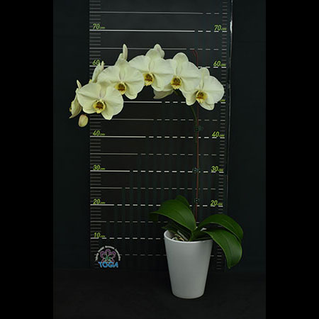 Phalaenopsis Green Island Orchid - CGL63