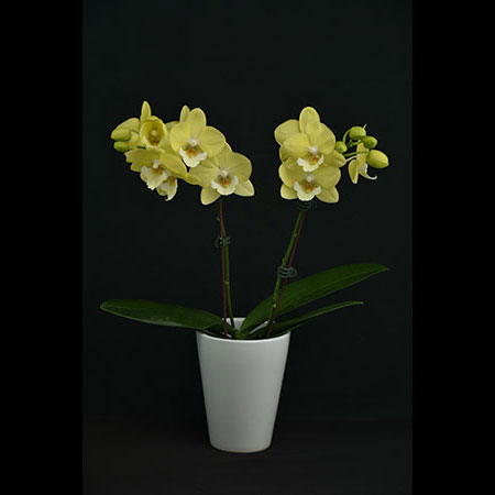 Phalaenopsis California Sunshine Yellow Orchid - CYM53