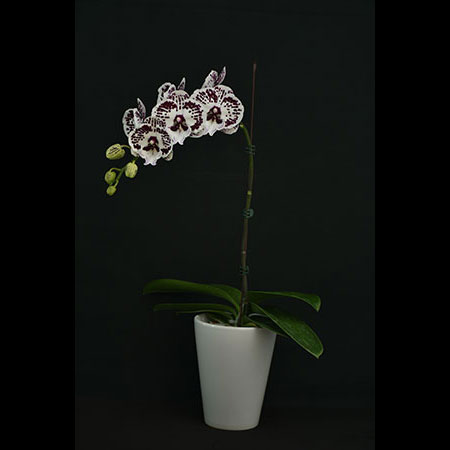 Phalaenopsis Bodhisattva Orchid - CBM50