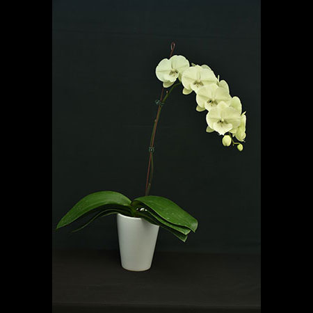 Phalaenopsis Green Butterfly Orchid - CGM85