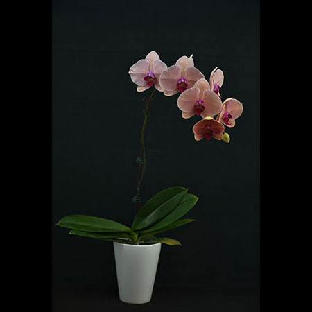Phalaenopsis Orange Fanta Orchid - COL37